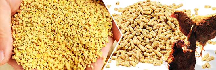 Raw Materials for Chicken Feed Pellet Production