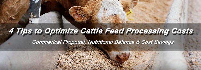 4 Practical Tips to Optimize Cattle Feed Production Costs