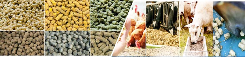 Various Animal Feed Production Solutions