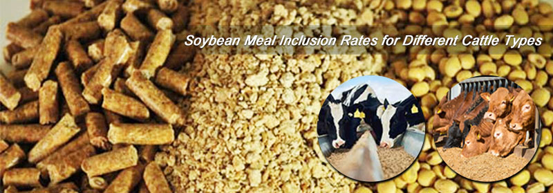 Fermented Soybean Meal Cattle Feed Formulas - Calves, Beef & Lactating Cows