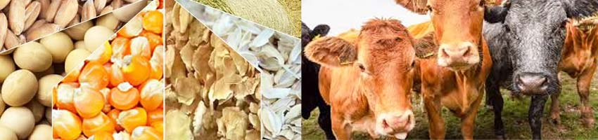 Tailored Cattle Feed Pellet Formula