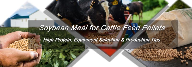 Making Soybean Meal Cattle Feed Pellets: High-Protein & Cost-Effective