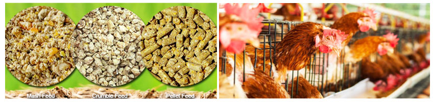 Poultry Feed Mill Layout Expertise