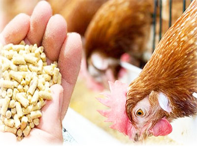 Poultry Feed Pellets Processing