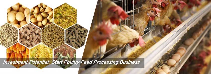 Start A Poultry Feed Processing Business